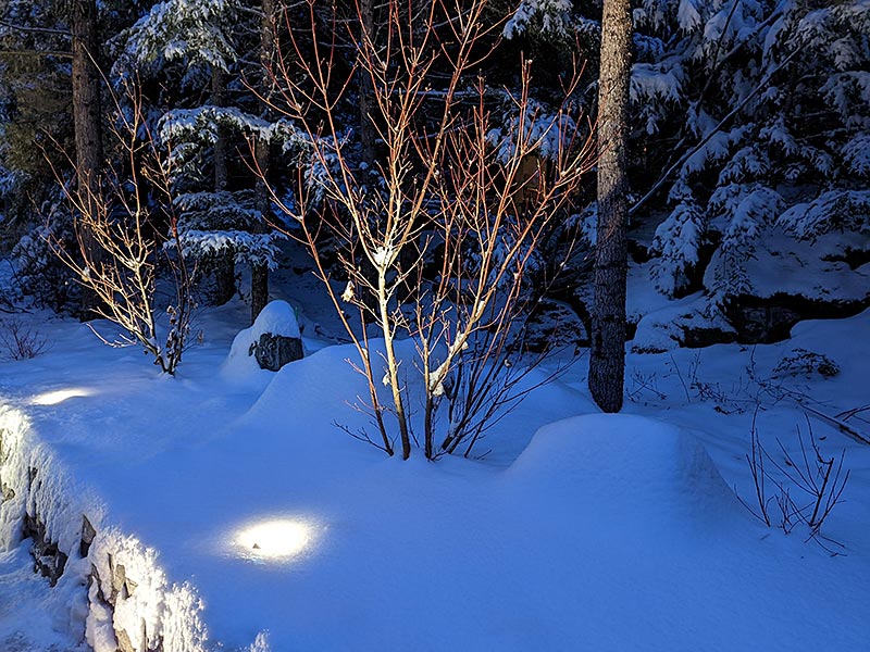 Landscape lighting snowy trees dusk
