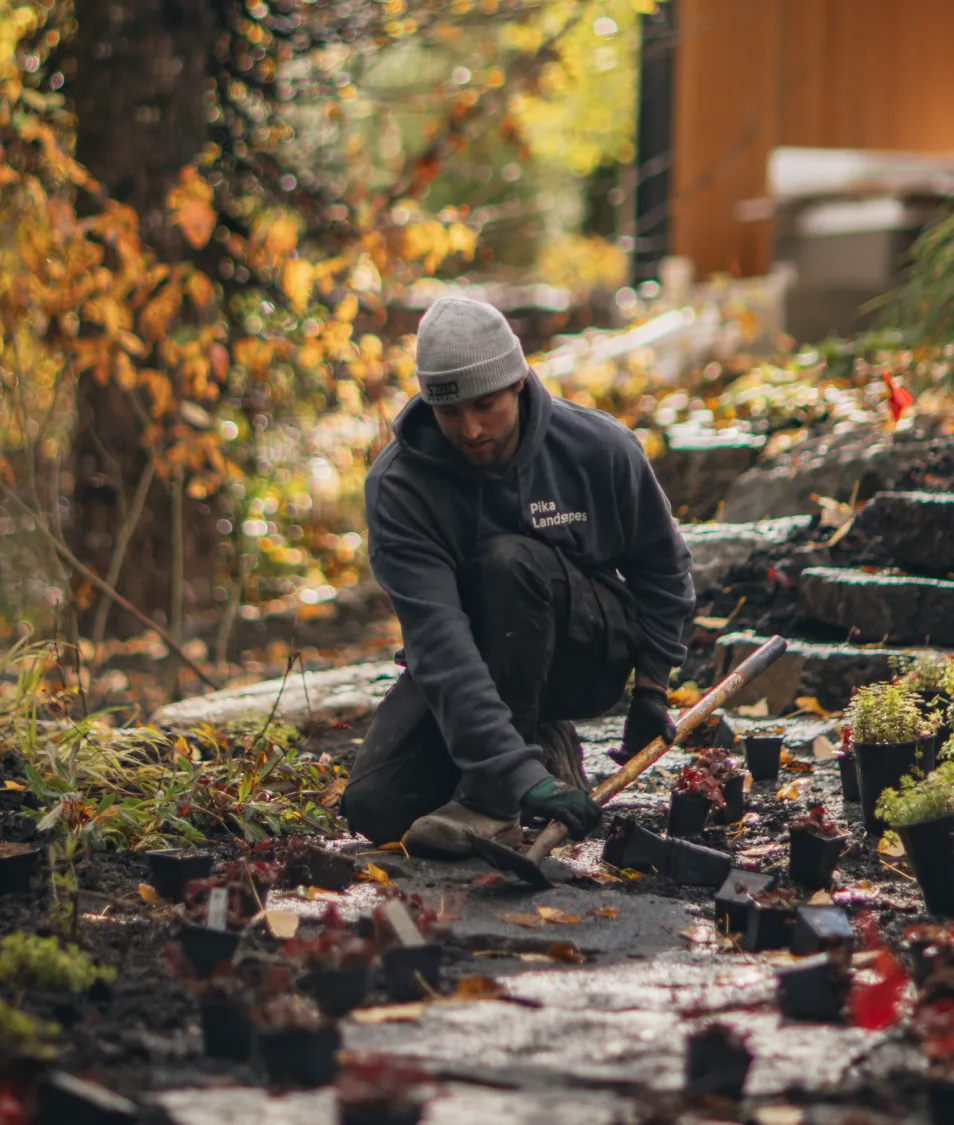 Landscaper planting new garden bed