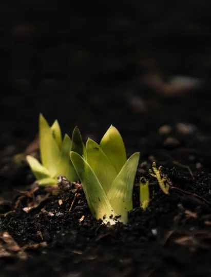 Spring bulb sprout macro